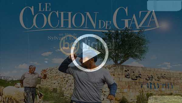 when pigs have wings video